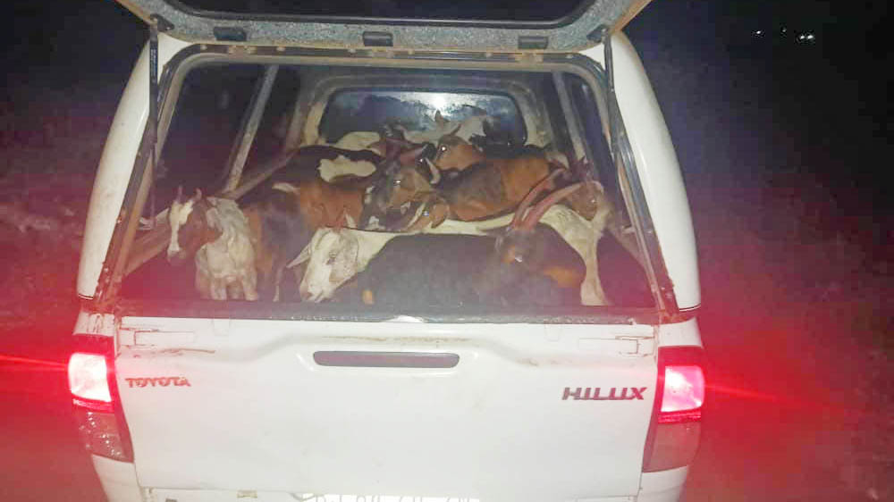 UEDF foils 33 goats smuggling attempt
